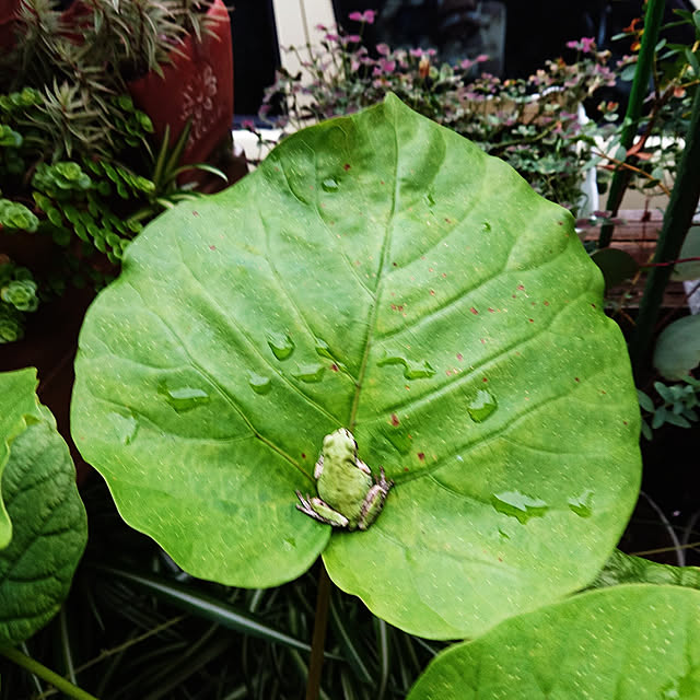 achichiさんの実例写真