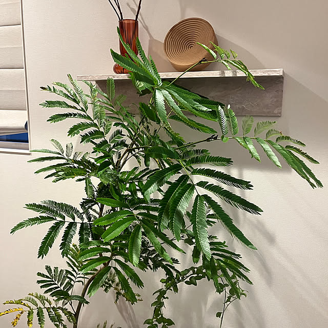 mikasa34さんの部屋