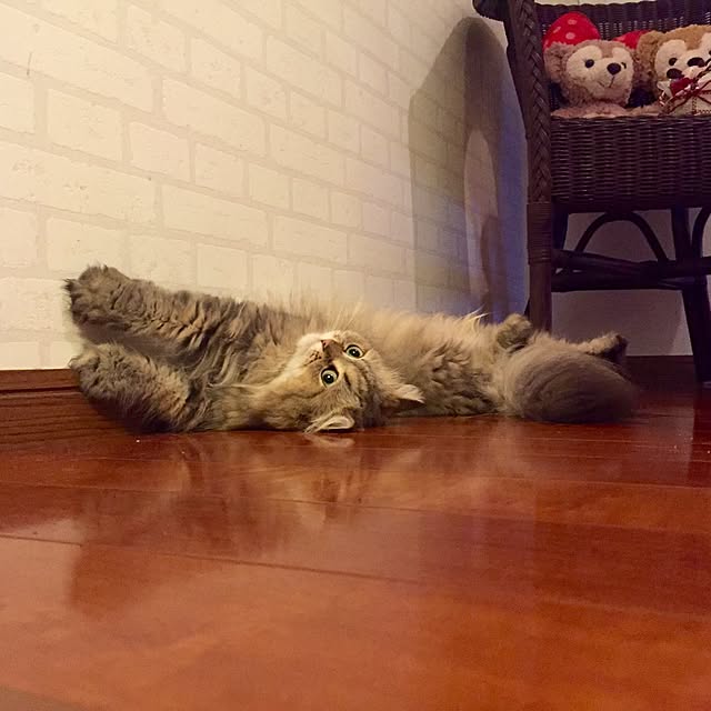 butachanさんの実例写真