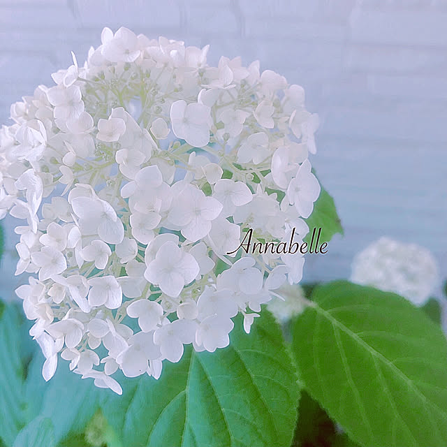 chisaさんの実例写真