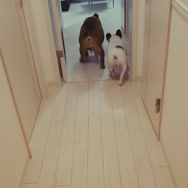 panchobiさんの実例写真