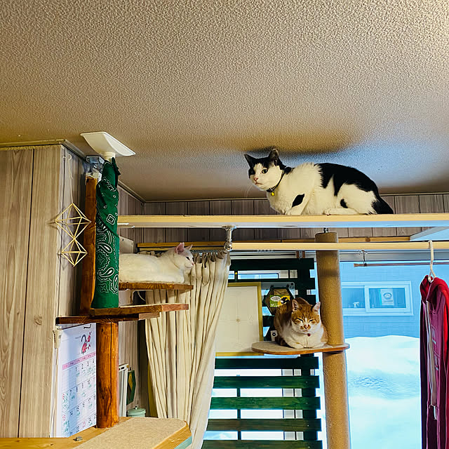 SHIHOさんの実例写真