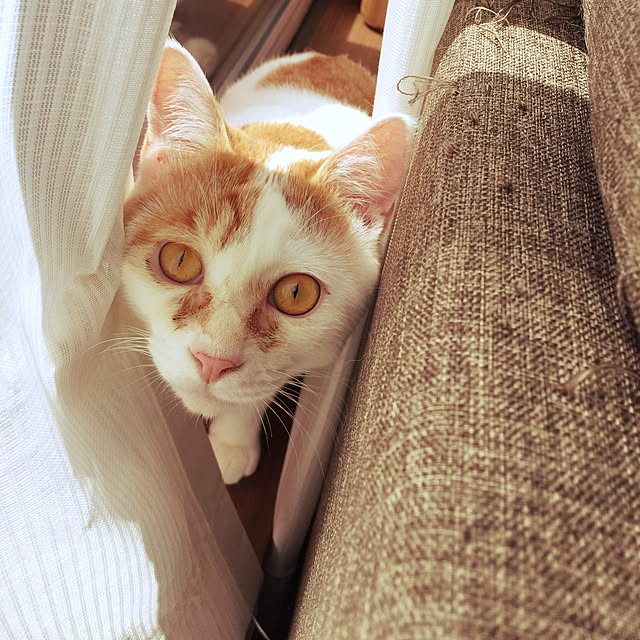 minkokoさんの実例写真