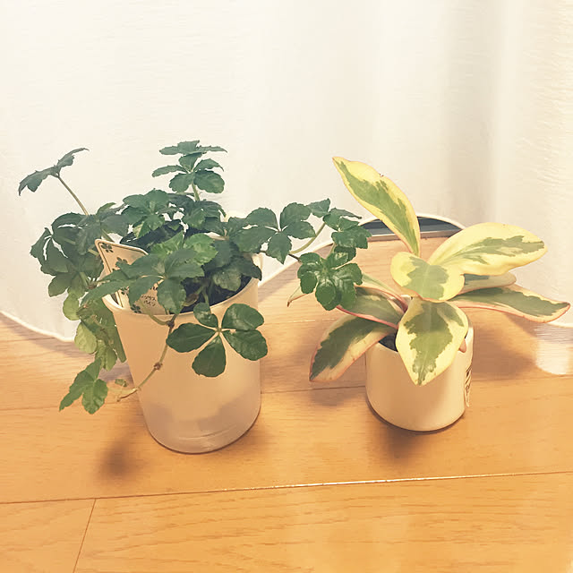 ate_yumiさんの実例写真