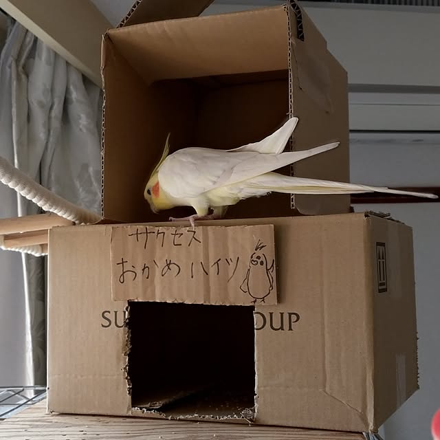 toratanさんの部屋