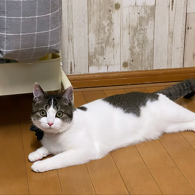 Akiさんの実例写真