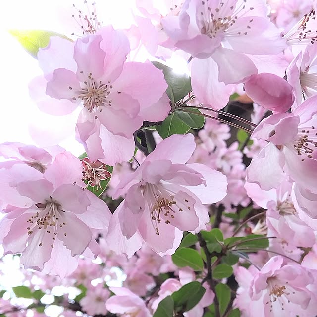 kintoto07さんの実例写真