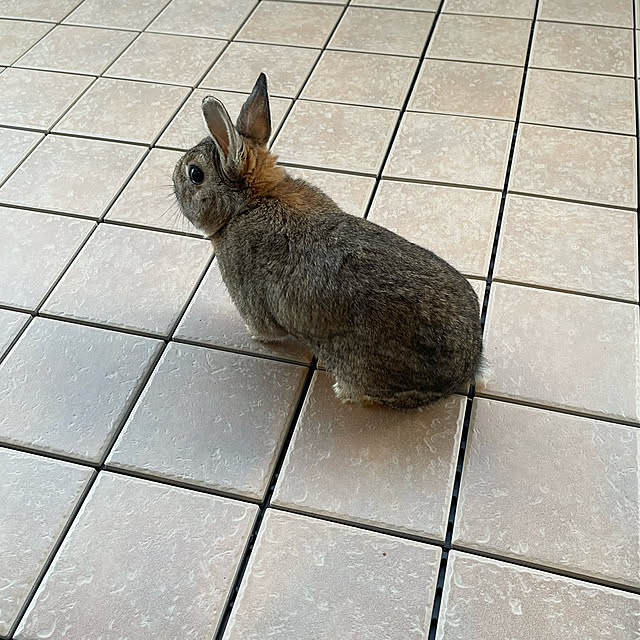 tonsukeさんの実例写真