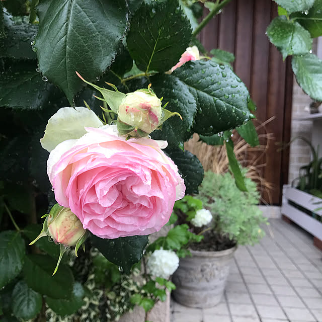 asako.10さんの実例写真