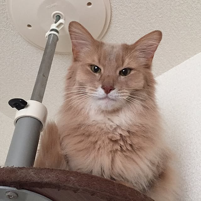 mofucatさんの実例写真