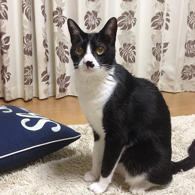 Kinanさんの実例写真