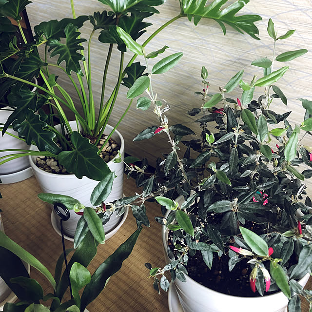 hanachanさんの部屋