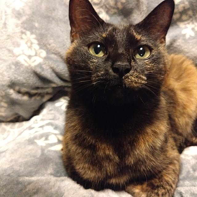 mamekoさんの実例写真