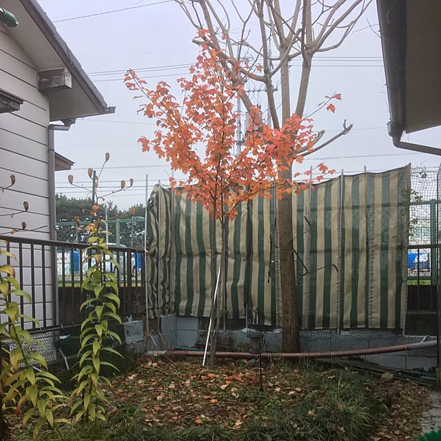 hinamamaさんの実例写真