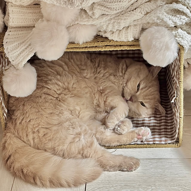 naokoさんの実例写真