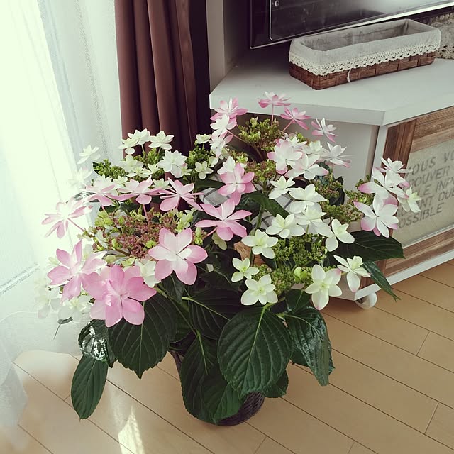 hiraさんの実例写真