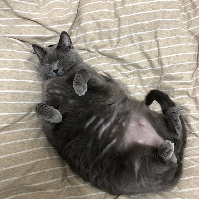anneさんの実例写真