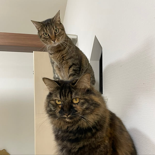 mikomaruさんの実例写真