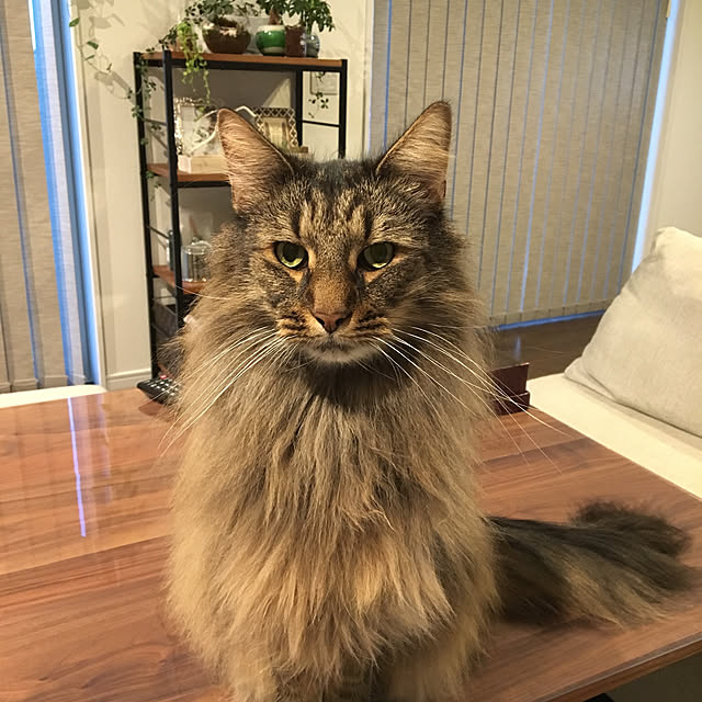 takiさんの実例写真