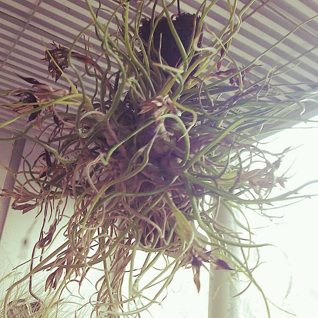 Plantexhibitionhallさんの実例写真