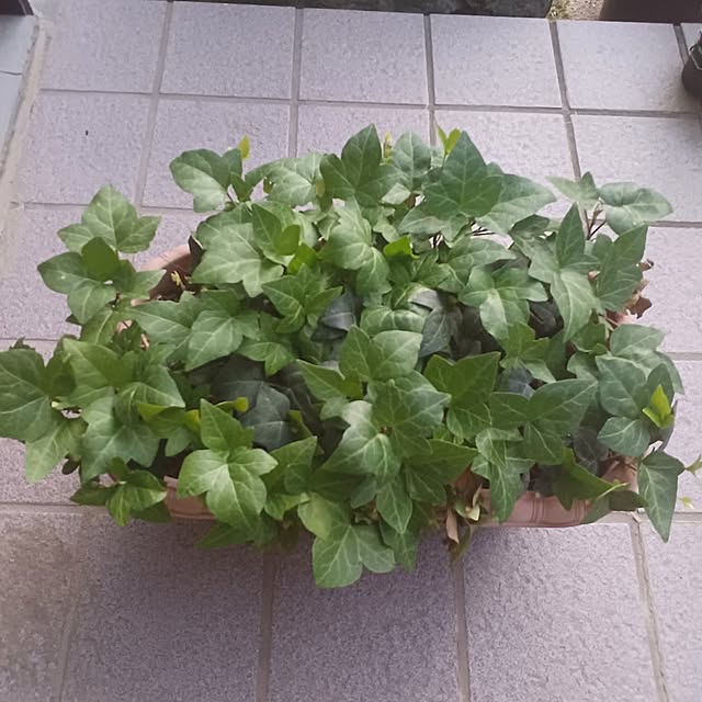 tuushiさんの実例写真