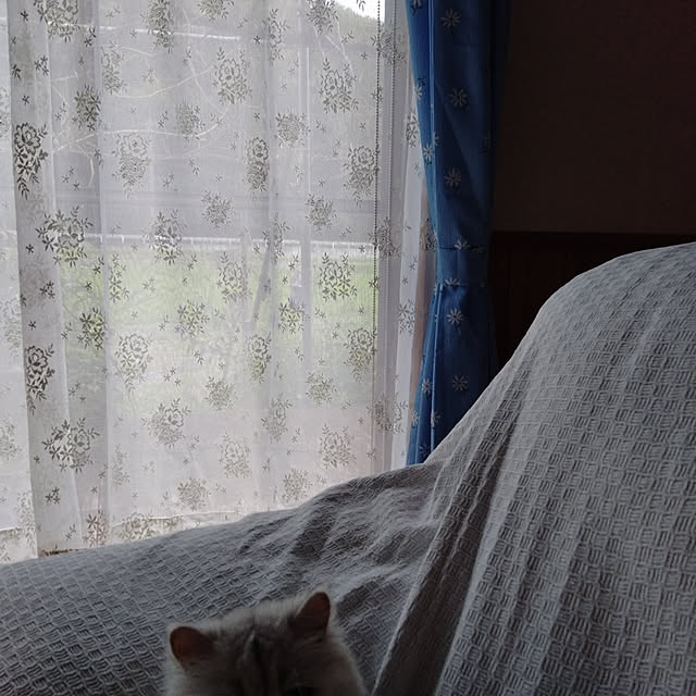 makaronさんの実例写真