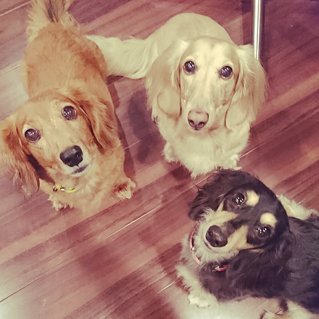 cocosorasakuさんの実例写真
