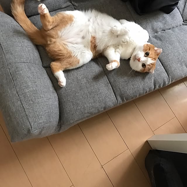 chiroさんの実例写真