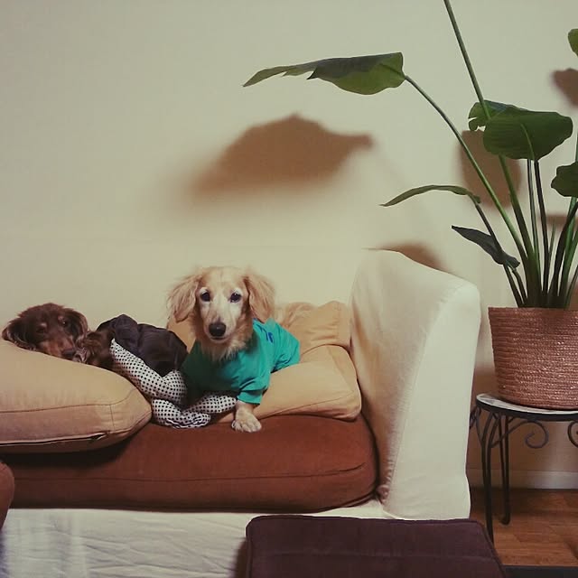 pimoさんの実例写真