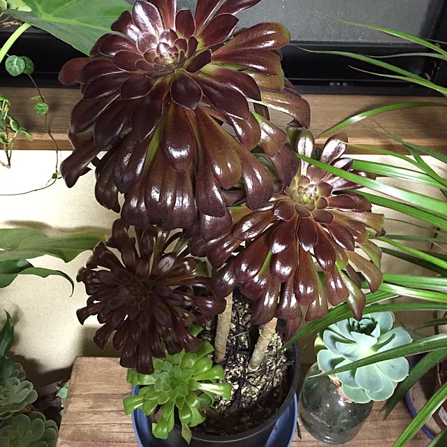 Norikoさんの実例写真