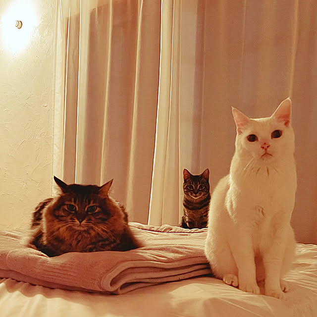 sakurasakuさんの実例写真