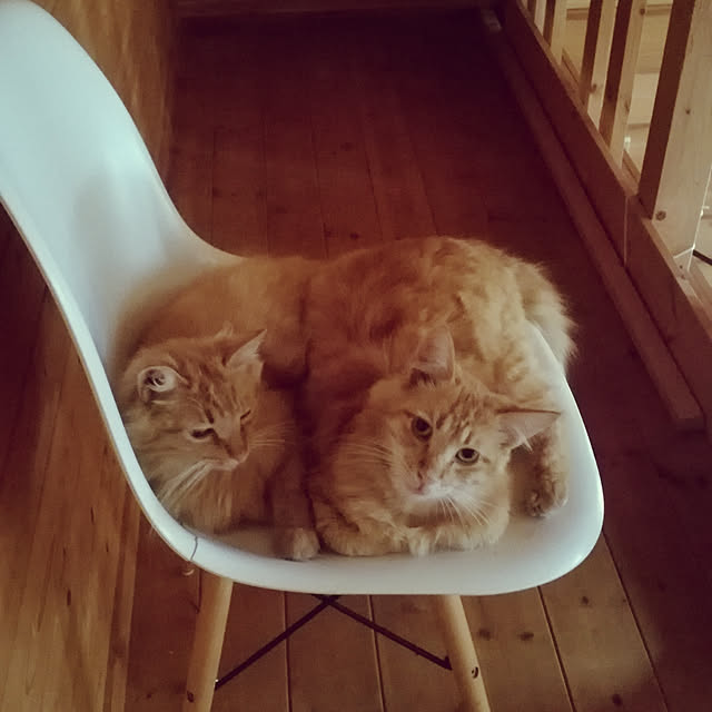 Maki-nekomamireさんの実例写真