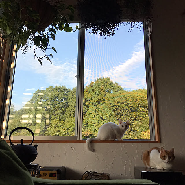 sakurasakuさんの実例写真