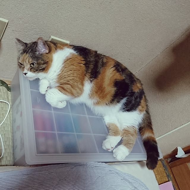 yukieさんの実例写真