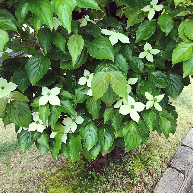 haruminさんの実例写真