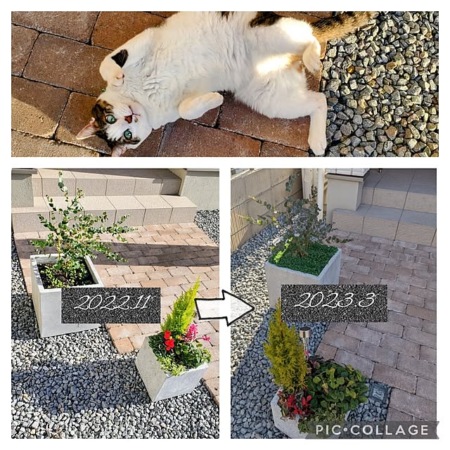 tomatopapaさんの部屋