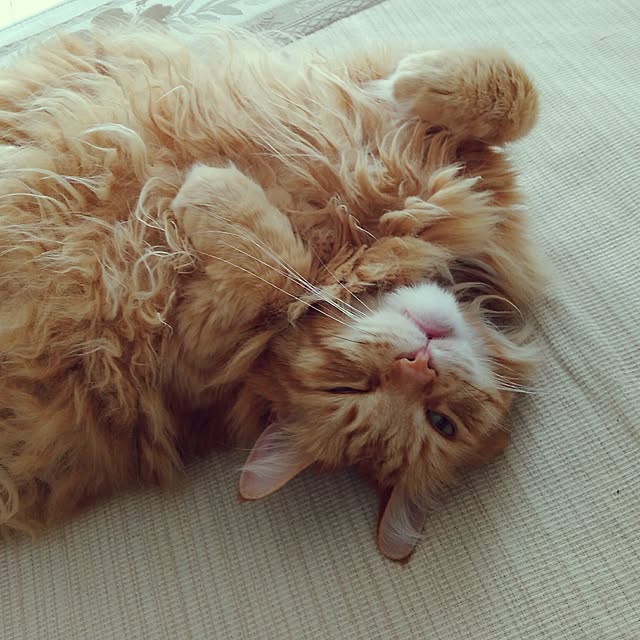 leon.cat172さんの実例写真