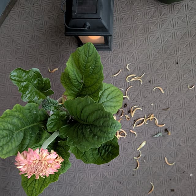 mi-saさんの部屋