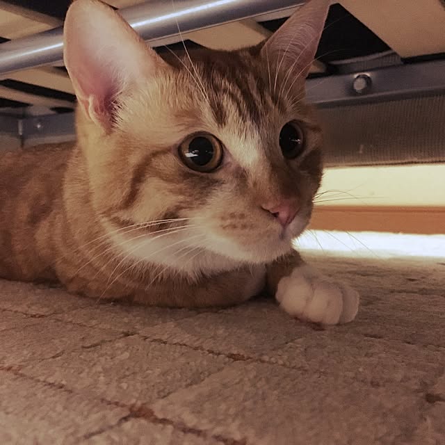 baronkotarouさんの実例写真