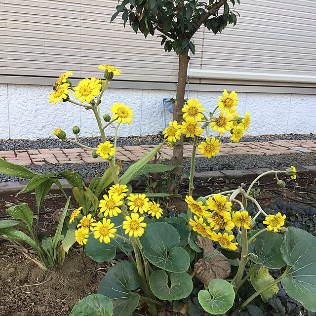 houenさんの部屋