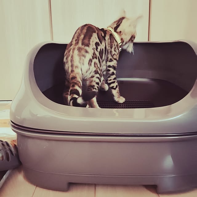 dekumamaさんの実例写真