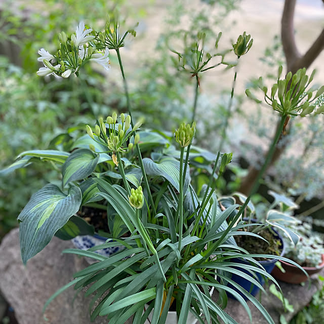 buchiさんの部屋