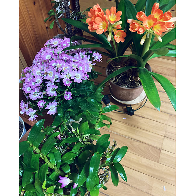 CoCo0617さんの部屋