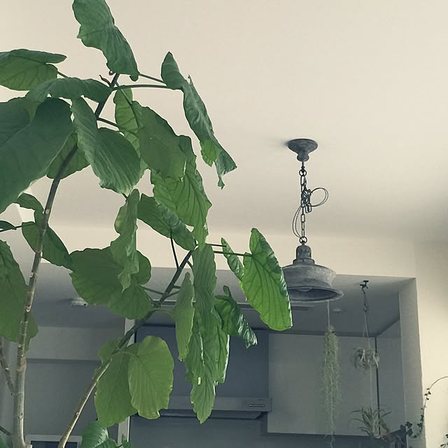 bubuさんの実例写真