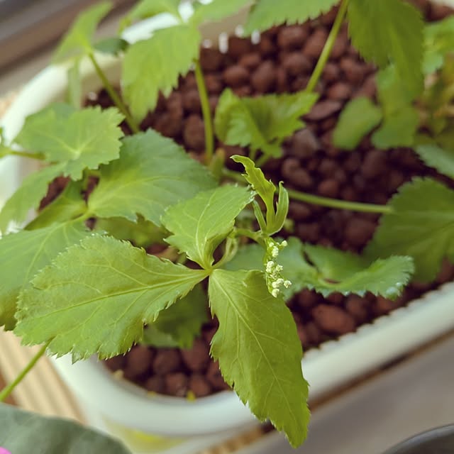 mi-saさんの部屋