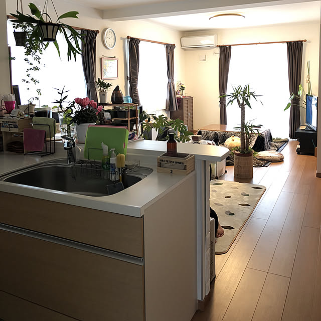 部屋全体/観葉植物のインテリア実例 - 2018-01-05 13:41:14