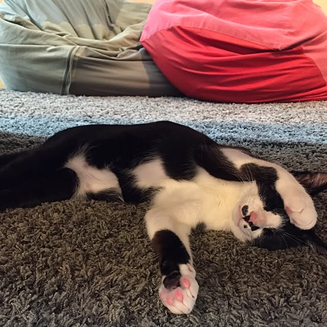 kachumomoさんの実例写真