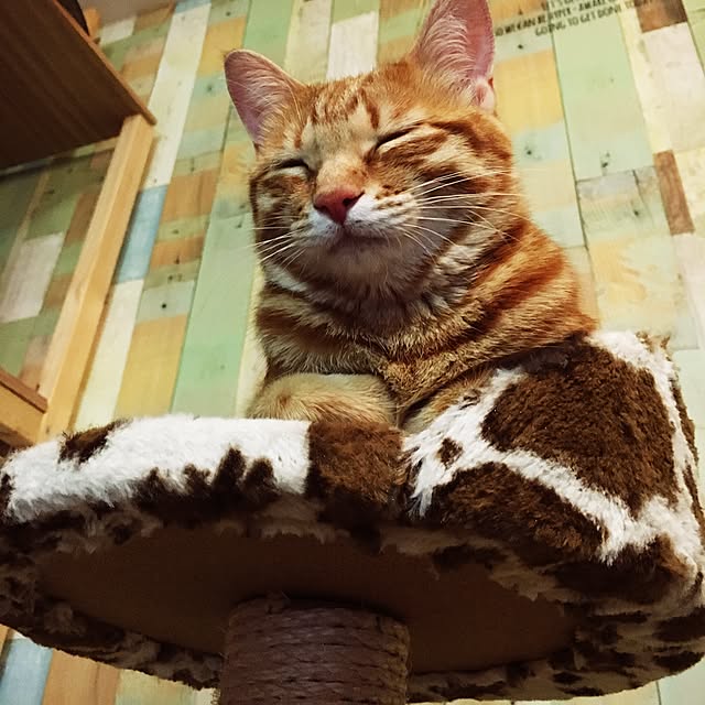 miyamiさんの実例写真