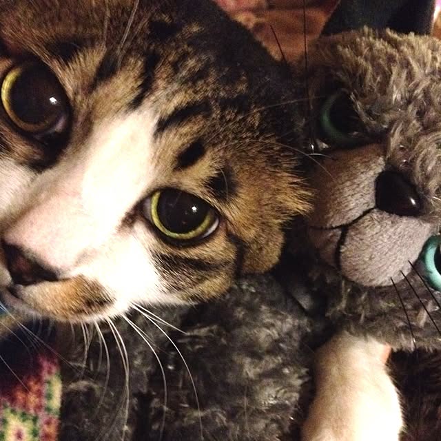 soraさんの実例写真