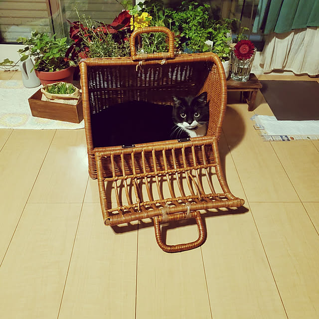 Umeko.さんの実例写真